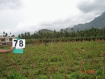 6364078a-irrigated-major-canal-plantation-banana-agriculture-rice-doublecrop.jpg