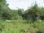 822412-scrubland-vigourous-dense-b.jpg