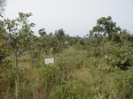 12239GT061_Savannah.JPG
