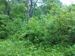 2017-05-29_15-40-45_100_1966.JPG