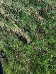2017-07-03_13-48-55_LookingDown.jpg