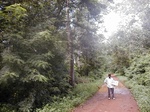 11999GT245_teak_plantation.JPG