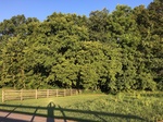 2017-07-02_16-03-57_598200E4-F769-45DD-B913-8EE7E01E8372.jpg