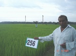 72450256c-irrigated-canal-rice-doublecrop-wheat.jpg