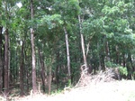 14190IMG_4529.JPG
