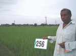 72440256b-irrigated-canal-rice-doublecrop-wheat.jpg