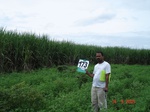 69900173b-irrigated-canal-sugarcane.jpg