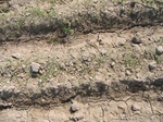 10350vp-044-Irrigated (Surface water) winter wheat-a.jpg