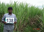 125080138b-irrigated-supplemental-major-lift-irrigation-sugarcane.gif
