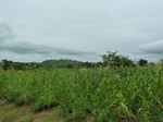 18590P1000427.JPG
