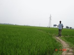 132010333b-irrigated-canal-rice.gif