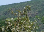1790027042008(34).JPG