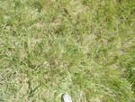 2017-07-04_15-06-20_DSCN0275.JPG