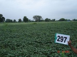 73800297b-rainfed-irrigated-supplemental-soyabean-dominant-rice-doublecrop-wheat.jpg