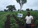 71720234b-rainfed-agriculture-cotton.jpg
