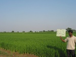 9847gt0133a-cultivated-irrigated-rice-large-area.gif