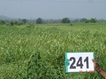 128590241b-rainfed-agriculture-sorghum.gif