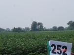 72320252b-rainfed-agriculture-cotton.jpg