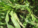 8137vp-014-irrri-maize-sw-1a.jpg