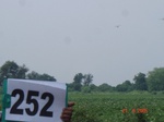 72330252c-rainfed-agriculture-cotton.jpg