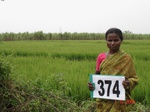 76350374b-irrigated-supplemental-groundwater-mixedcrop-rice-dominant-sugarcane.jpg