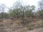 4026RIMG0330.JPG