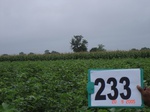 71690233b-rainfed-agriculture-mixed-crop-cotton-dominant-sorghum-maize.jpg