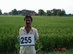72400255a-irrigated-supplemental-groundwater-rice-doublecrop.jpg
