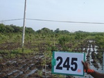 72080245d-irrigated-supplemental-groundwater-sugarcane-dominant-mango-plantation.jpg