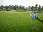 133020365a-irrigated-canal-rice-doublecrop-greengram-blackgram-tripplecrop.gif