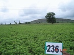 71780236b-rainfed-agriculture-groundnut-dominant-millet.jpg