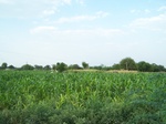 514522042008(86).JPG