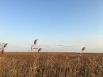 2018-01-08_09-58-50_FAE984ED-DF4F-409F-B060-542C42C876DE.jpg