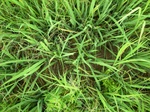 1798220090810_gt01b_Agriculture_Rice_Irrigated_Triple_Continous.JPG
