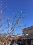 2017-02-22_12-36-07_Feb17-021-IL.jpg