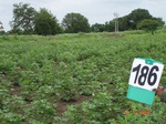 70330186b-rainfed-agriculture-mixedcrop-cotton-gram.jpg
