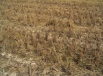 3248R0017282.JPG