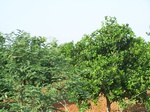 523326042008(36).JPG