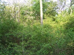 17601100_2538.JPG