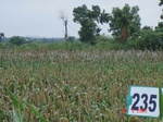 71750235b-rainfed-agriculture-millet.jpg