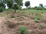 829439-cropland-chena-mixed-been.jpg