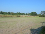 1802920091112_gt02a_Agriculture_Rice_Irrigated_Triple_Continous.JPG