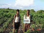 70930208b-rainfed-agriculture-mixedcrop-cotton-dominant-soyabean-gram.jpg