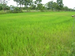 1801920090831_gt02a_Agriculture_Rice_Irrigated_Triple_Continous.JPG