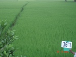 133080367a-irrigated-canal-rice-doublecrop-plantation-coconut.gif