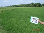 131020308b-rainfed-agriculture-rice.gif