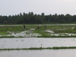822211-cropland-rice-b.jpg