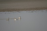 4152IMG_8789.JPG