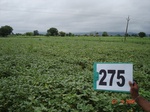 73110275a-rainfed-agriculture-cotton-dominant-soyabean.jpg