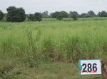 130240286d-irrigated-supplemental-groundwater-sugarcane.gif